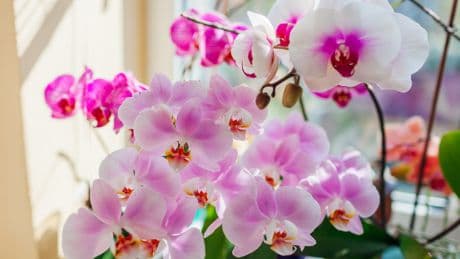 Kein Kaffeesatz: Eine Zutat aus der Küche lässt Orchidee schöner blühen