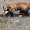 A grassland bird eavesdrops on prairie dog calls to keep itself safe from predators