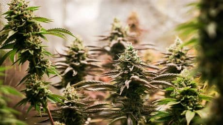 Drogenkriminalität: Weniger Delikte, mehr Arbeit: Polizei gegen Cannabis-Gesetz