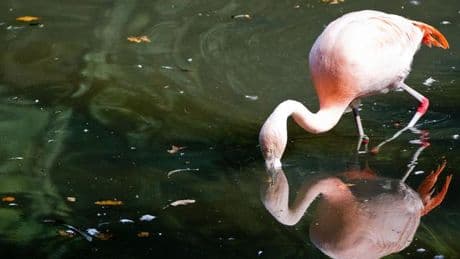 Allein im Titisee: Flamingo strandet im Schwarzwald