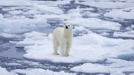 Evolutionsbiologe: „Das Aussterben des Eisbären ist ein Mythos“
