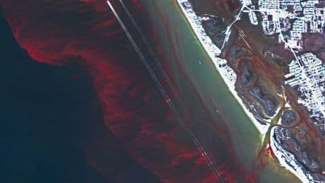 Toxic algae bloom kills hundreds of marine species in Australia