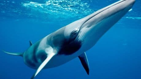 Por qué las ballenas no tienen cáncer: el gran misterio que la medicina se afana en descifrar