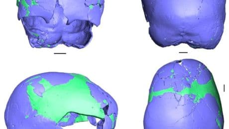 Eerie ‘hybrid’ skull belonged to ‘half human, half neanderthal girl’ that died 140,000 years ago aged just 3