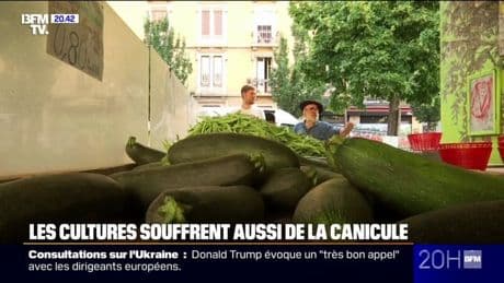 Canicule: comment la chaleur fait baisser les rendements agricoles