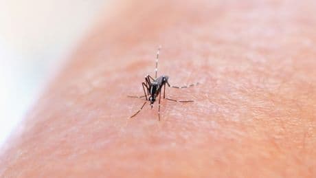 La crise climatique provoque des épidémies de dengue dans le Pacifique