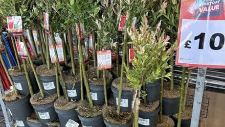 B&M shoppers rush to buy trendy garden essential scanning for just £10 – they grow quickly & are cheapest around