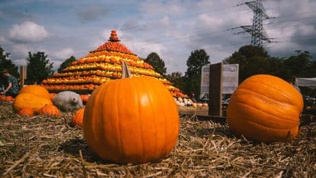 Herbst-Ausflug in NRW: Schönste Kürbis-Höfe im Überblick