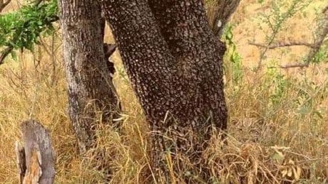 Suchbild: Jeder sieht den Baum – doch nur wenige den Leoparden
