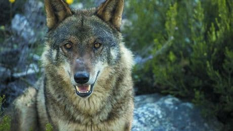 El Constitucional estudiará el recurso del Defensor del Pueblo contra la caza del lobo