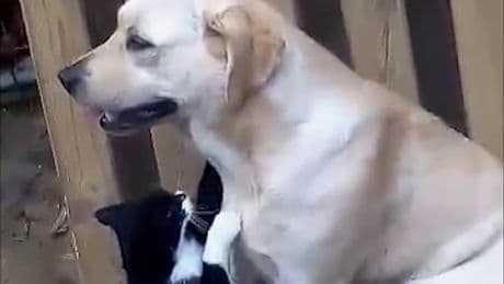 Sie streichelt ihn zärtlich - Diese Katze himmelt einen Hund an