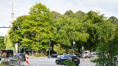 Baumkronen sollen künftig 30 Prozent der Stadtfläche Hamburgs überspannen