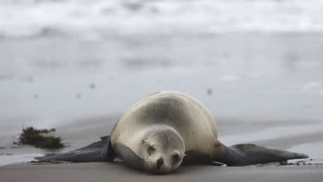 Otaries, dauphins, baleine... Une algue toxique tue et affecte les animaux marins en Californie