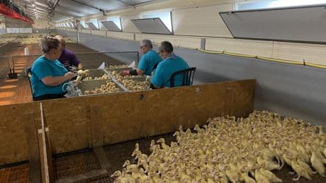 Grippe aviaire : la récurrence des épidémies augmente le risque pour l’homme
