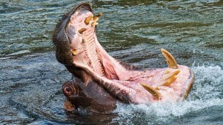 Man held captive inside hippo's throat as it tears through flesh - then miracle happens