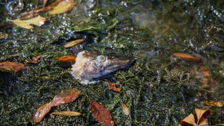 « Les animaux sauvages sont les victimes de dizaines d’années d’incurie face aux alertes des climatologues »