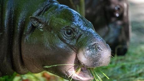 Neues Zuhause für Toni: Mini-Hippo Toni bleibt noch bis Ende August im Berliner Zoo