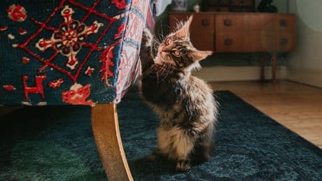 Rettung fürs Sofa: So hört Ihre Katze mit dem Kratzen auf