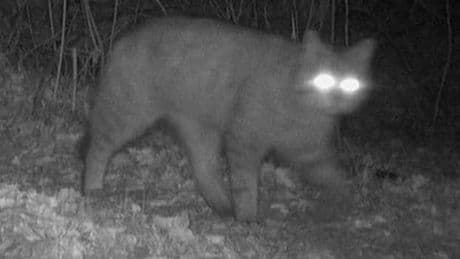 Seit dem Mittelalter ausgestorben - Naturschützer begeistert! Wildes Tier ist zurück