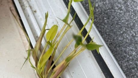 'I had to demolish my conservatory thanks to my neighbour's bamboo'