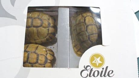 Kuriose Zollfunde in Deutschland: Seepferdchen, gebratene Rohrratte, Coronamasken aus Krokodilleder