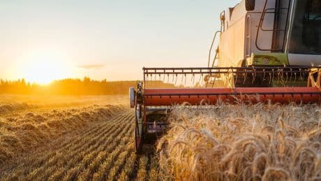 L’Italia nel 2025 produrrà il 20% di grano in più