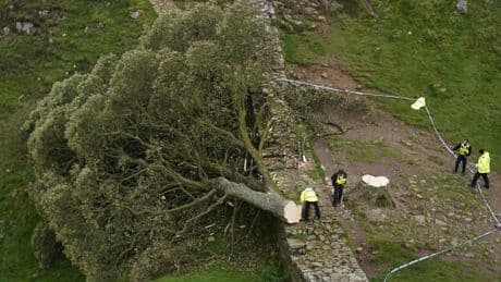 A year after being cut down, the search for answers continues over Sycamore Gap as pair face trial