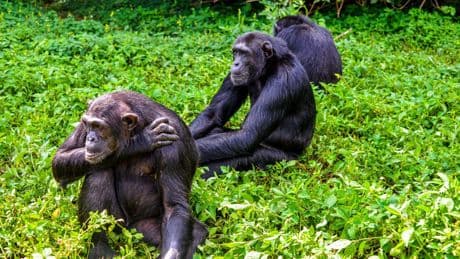 Chimps share with children sense of curiosity for social interactions – study