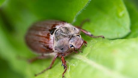 Schädlinge im Garten: So erkennen Sie Junikäfer und werden sie wieder los