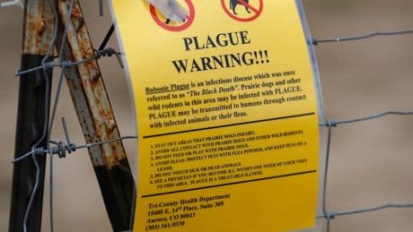 Northern Arizona resident dies from plague