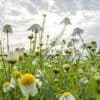 Wetteraussichten: Sommerliches Wochenende - Hitzewelle mit 30 Grad rollt an