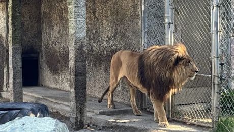 Safari owner is arrested after cop raid took more than 300 animals from ‘hellhole’ zoo over their care