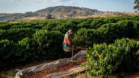 Aux Etats-Unis, les multinationales du café accusées de profiter du travail forcé au Brésil