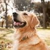 From woof to words: Scientists plan to use AI to translate animal noises into human language