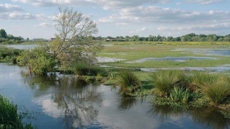 Dans le marais de Grande Brière, des chants d’oiseaux au fil de l’eau