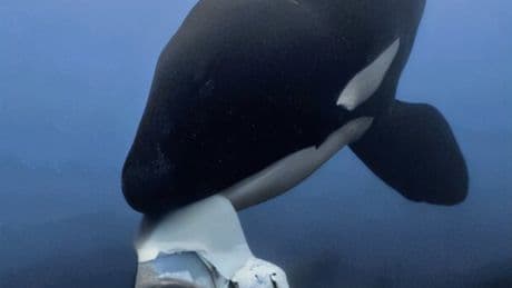 Killer whales found sharing food with humans for first time in groundbreaking study
