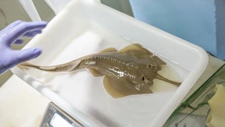 Un pez guitarra, especie en peligro de extinción, aparece en una basura en Cádiz y desata la indignación