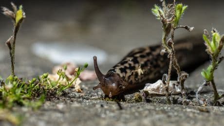 Richtig nützlich: Wenn Sie diese Schnecke im Garten haben, können Sie sich freuen