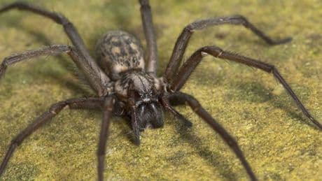 Große Winkelspinne bekämpfen: So werden Sie die Spinne im Haus los