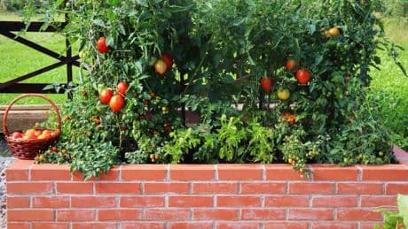 Tomaten im Hochbeet: Alles zu Anbau, Pflege und Sortenwahl