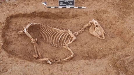 ‘Very rare’ horse cemetery from Roman times unearthed in Germany