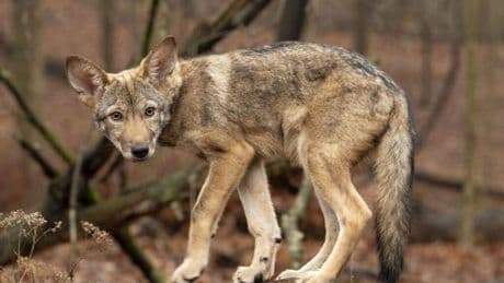 Anuncian el nacimiento del primer clon de "lobo rojo fantasma" para "aumentar la diversidad genética" de la especie