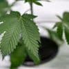 Nur Gras, kein Alkohol: Cannabis-Messe Mary Jane beginnt mit Fachbesuchertag