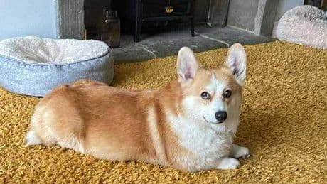 Adorable Corgi on euthanasia list desperate for second chance after owner dies