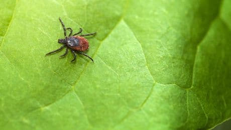 The Best and Worst Way to Remove a Tick