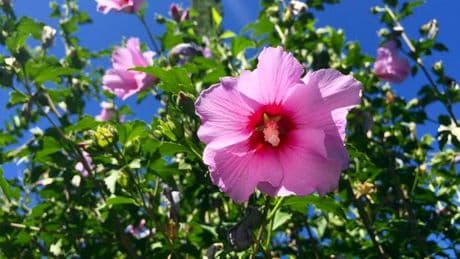 Add a tropical touch to your garden this summer with half price 'candy pink' flowering trees