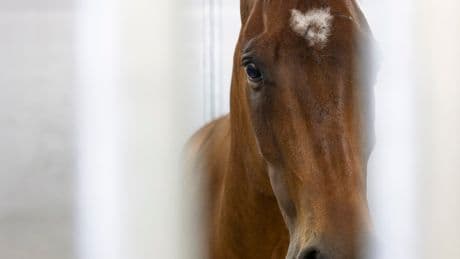 Army plans to adopt out its horses after putting an end to most ceremonial programs