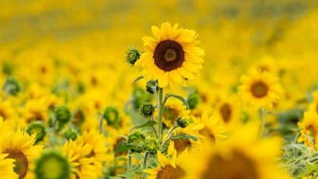 Wettervorhersage: Dann wird's mal wieder richtig Sommer: Sonne kommt zurück