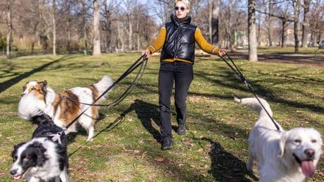 Leinenführigkeit? Fehlanzeige! - Warum viele Hunde falsch laufen