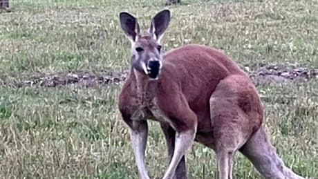 Petting zoo worker 'beaten to death by kangaroo' as owner makes horror discovery